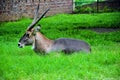 Closeup of waterbuck resting on the green grasses. Waterbuck animal, Kobus ellipsiprymnus from the family Bovidae sitting Royalty Free Stock Photo