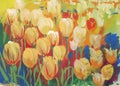 Closeup of colorful field of tulips.