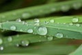 Closeup of waterdrop on the grass blade Royalty Free Stock Photo