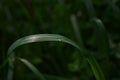 Closeup of a waterdrop on the grass in a field under the sunlight with a blurry background Royalty Free Stock Photo