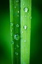 Closeup of waterdrops on wet green grass background Royalty Free Stock Photo
