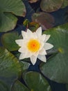 Closeup waterlily on the pond. Blossoming white lotus flower on the lake surface, surrounded by big green leaves Royalty Free Stock Photo