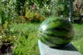 Closeup watermelon lies on a wooden bench on a blurred background of a blooming garden.