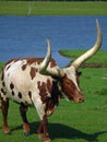 Closeup Watusi Bull