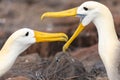 Closeup of waved albatross pair performing courtship ritual Royalty Free Stock Photo