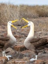 Closeup of waved albatross pair performing courtship ritual Royalty Free Stock Photo