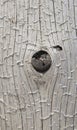 Closeup of weathered barked log