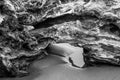 Closeup of Weathered Driftwood on the Beach in Black and White