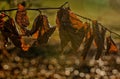 Closeup of weathered golden leaves, autumn foliage hanging from a branch in a park Royalty Free Stock Photo