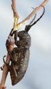 Weaver beetle, Lamia textor feeding on salix twig Royalty Free Stock Photo