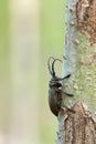 Weaver beetle, Lamia textor on salix wood Royalty Free Stock Photo