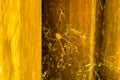 Closeup of the web construction of a daddy long legs spiders, common spider found in homes Royalty Free Stock Photo