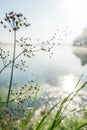 Closeup of web on green grass in foggy autumn morning on lake Royalty Free Stock Photo