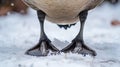 Closeup of the webbed feet of a Canadian goose sy and powerful as it stands in the snow Royalty Free Stock Photo