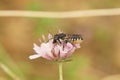 Closeup on a wed female mediterranean leafcutter solitary bee, Megachile octosignata, sitting on a pink scabious flower