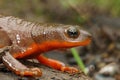 Closeup on a wed and gravid female Rough-skinned newt, Taricha granulosa sitting on wood Royalty Free Stock Photo