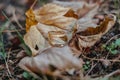 Closeup of wedding rings on an autumn leaf on a ground Royalty Free Stock Photo