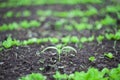 Closeup of weed in the vegtable Royalty Free Stock Photo