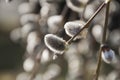Closeup of weeping purple willow in sunlight Royalty Free Stock Photo
