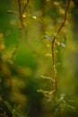 Closeup weeping willow tree branches with young green leaves in the spring garden Royalty Free Stock Photo