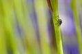 Closeup of weevil snout beetle visiting iris sibirica sibirian iris in front of natural green background with copyspace. Royalty Free Stock Photo