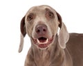 Closeup of Weimaraner Dog Royalty Free Stock Photo