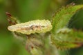 Closeup on a well camouflaged caterpillar of the Holy Blue butterfly, Celastrina argiolus hiding in brambleberry leaves Royalty Free Stock Photo