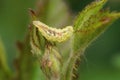 Closeup on a well camouflaged caterpillar of the Holy Blue butterfly, Celastrina argiolus hiding in brambleberry leaves Royalty Free Stock Photo