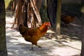 Closeup of welsummer chicken, a domestic chicken walking on the back yard. Rooster, ayam kampong hens