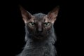 Closeup Werewolf Sphynx Cat Angry Looking in Camera Black