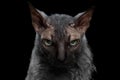 Closeup Werewolf Sphynx Cat Angry Looking in Camera Black
