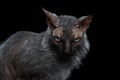 Closeup Werewolf Sphynx Cat Angry Looking in Camera Black