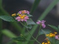 Lantana flower blooming in the color purple and yellow.