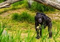 Closeup of a western chimpanzee holding food and carrying a young chimp on its back, critically endangered animal specie from