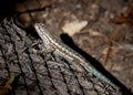 Closeup of western fence lizard basking in the sun Royalty Free Stock Photo