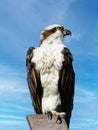 Closeup of Western Osprey perched on a pole