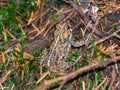 Closeup of the western toad. Anaxyrus boreas. Royalty Free Stock Photo