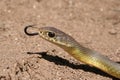 Western Yellow-bellied Racer Snake Close Up Coluber constrictor mormon Royalty Free Stock Photo