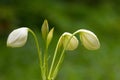 Closeup wet Amazon lily white flower bud growing in garden with