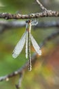Closeup of a wet dragonfly hand on a tree branch Royalty Free Stock Photo