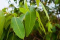 Closeup of wet Eucalyptus leaves Royalty Free Stock Photo