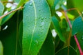 Closeup of wet Eucalyptus leaves Royalty Free Stock Photo