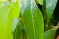 Closeup of wet Eucalyptus leaves Royalty Free Stock Photo