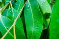 Closeup of wet Eucalyptus leaves Royalty Free Stock Photo