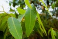 Closeup of wet Eucalyptus leaves Royalty Free Stock Photo