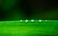 Closeup of wet green grass background Royalty Free Stock Photo
