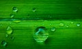 Closeup of wet green grass background Royalty Free Stock Photo