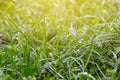 Closeup wet green grass in a water drops Royalty Free Stock Photo