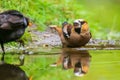 Closeup of a wet hawfinch male Coccothraustes coccothraustes and blackbird, Turdus merula washing preening and cleaning in water Royalty Free Stock Photo