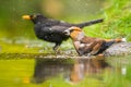 Closeup of a wet hawfinch male Coccothraustes coccothraustes and blackbird, Turdus merula washing preening and cleaning in water Royalty Free Stock Photo